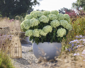 Bild von Hydrangea